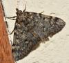 Aglossa pinguinalis